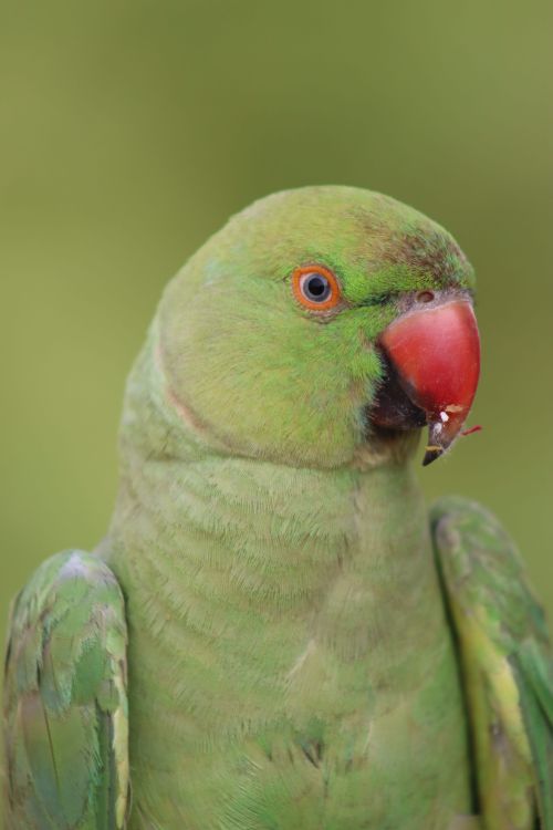 Free Close-up of a vibrant green parakeet with a red beak against a blurred background. Stock Photo