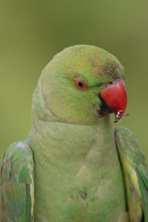 Free Close-up of a green parrot with a vibrant red beak, perfect for nature and wildlife themes. Stock Photo