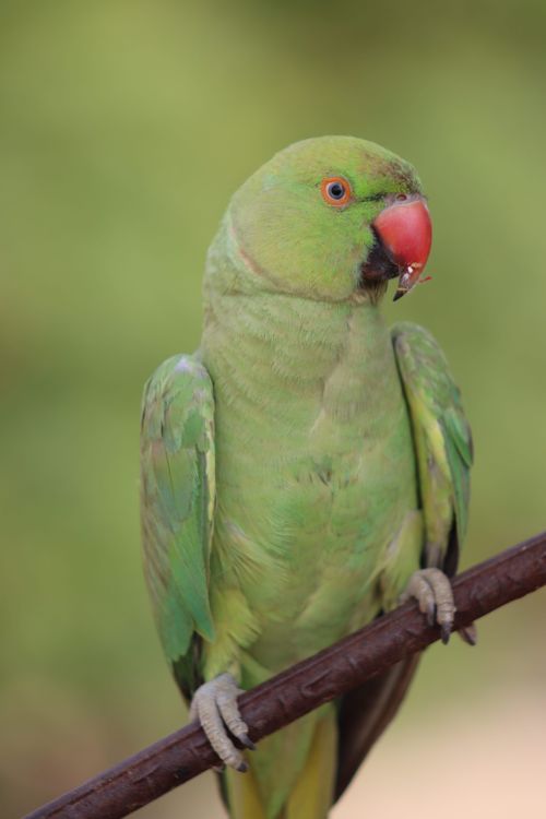 Free Vibrant green Indian Ringneck parrot with red beak perched on a branch in nature. Stock Photo