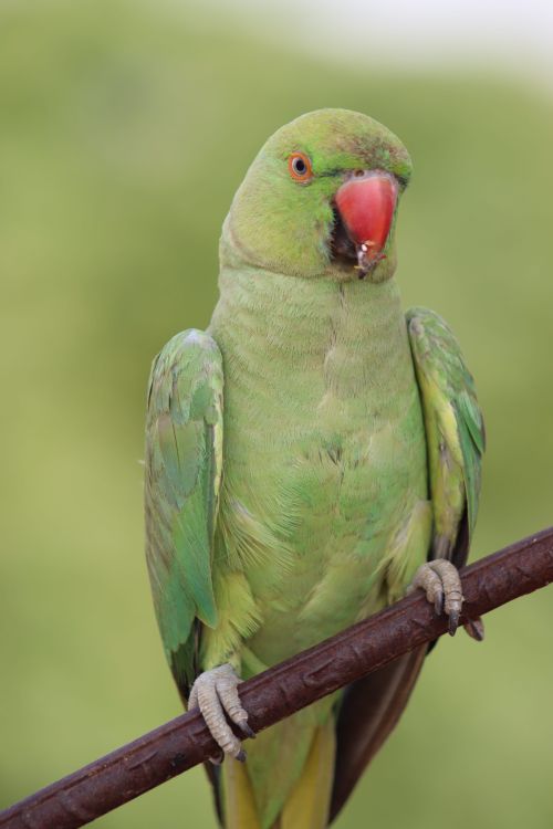 Free Close-up of a green parrot with a red beak perched on a branch against a blurred background. Stock Photo