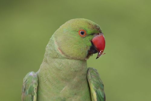 Free Bright green parrot with a striking red beak against a blurred background. Stock Photo