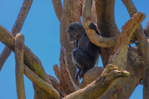 Free Chimpanzee lounging among twisted branches of a Baobab tree against clear blue sky. Stock Photo