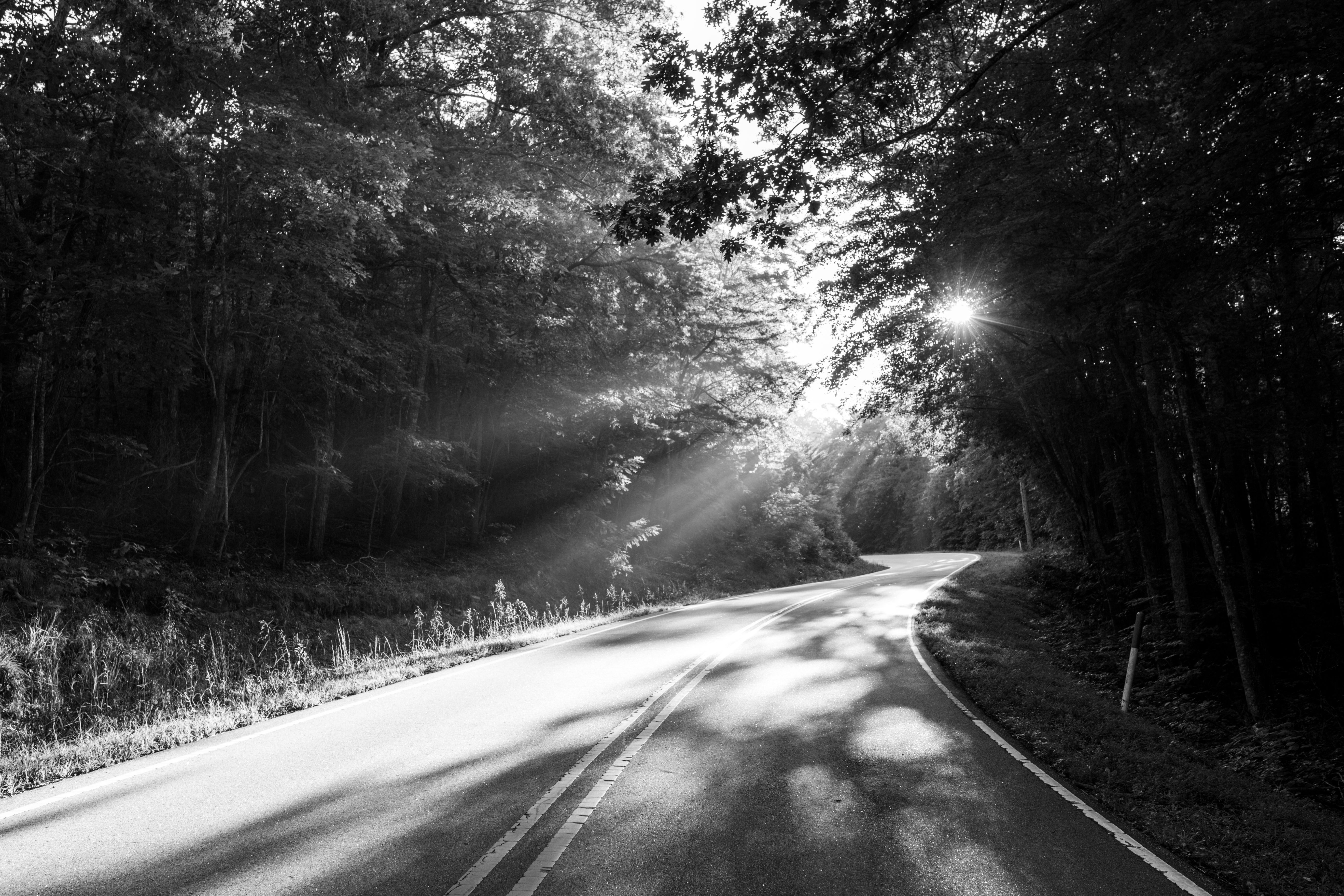 Black and white image of a sunlit road winding through a forest, with soft sun rays filtering through the trees.