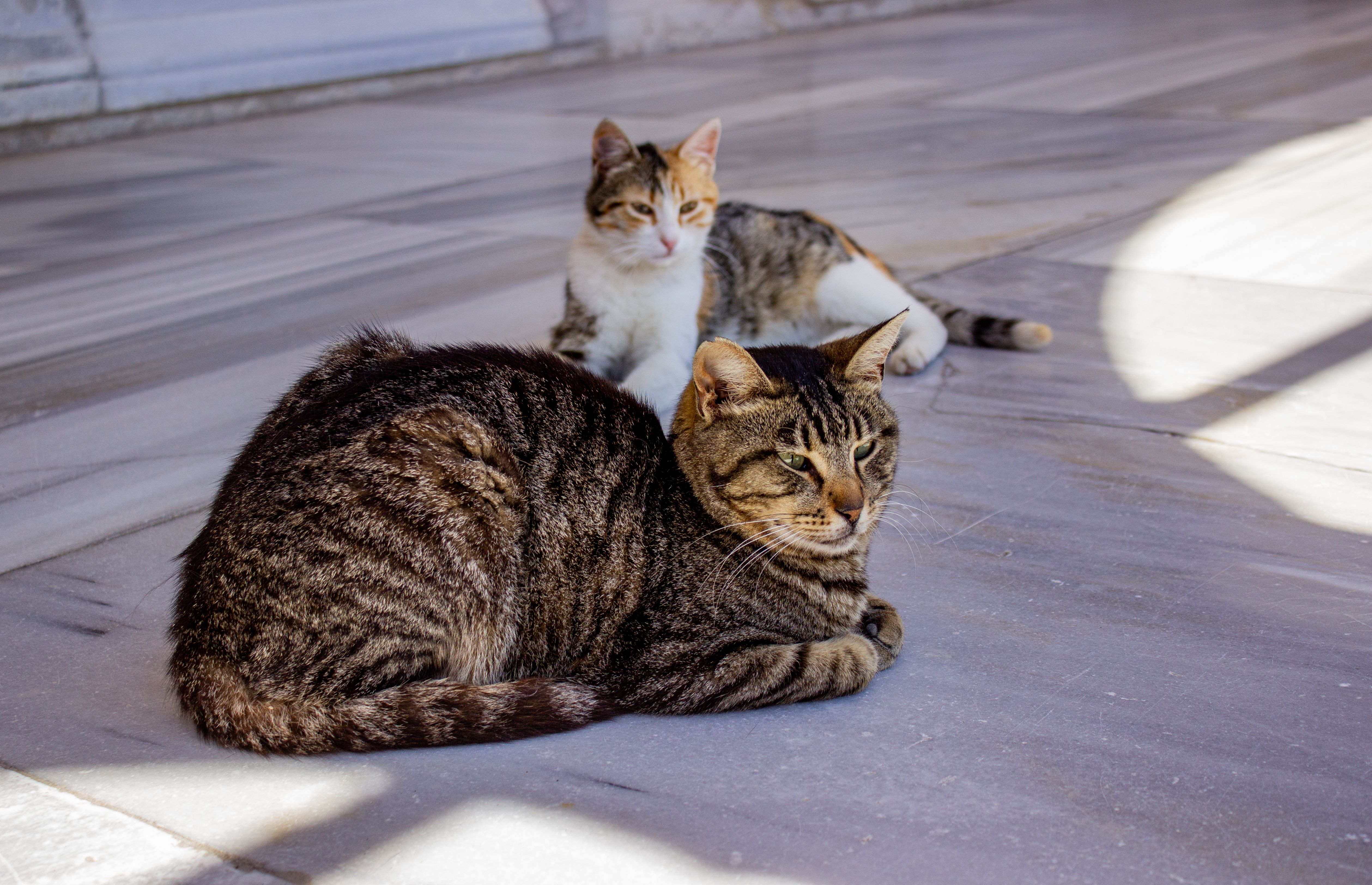 Veterinary care for a cat