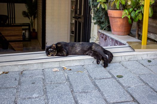 A peaceful black cat sleeping on a stone step in Istanbul, blending tranquility with urban life.