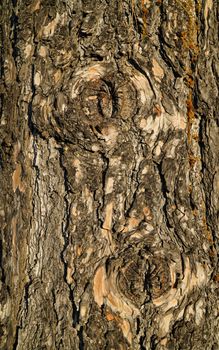Detailed close-up of tree bark texture in Hobart, showing intricate natural patterns.