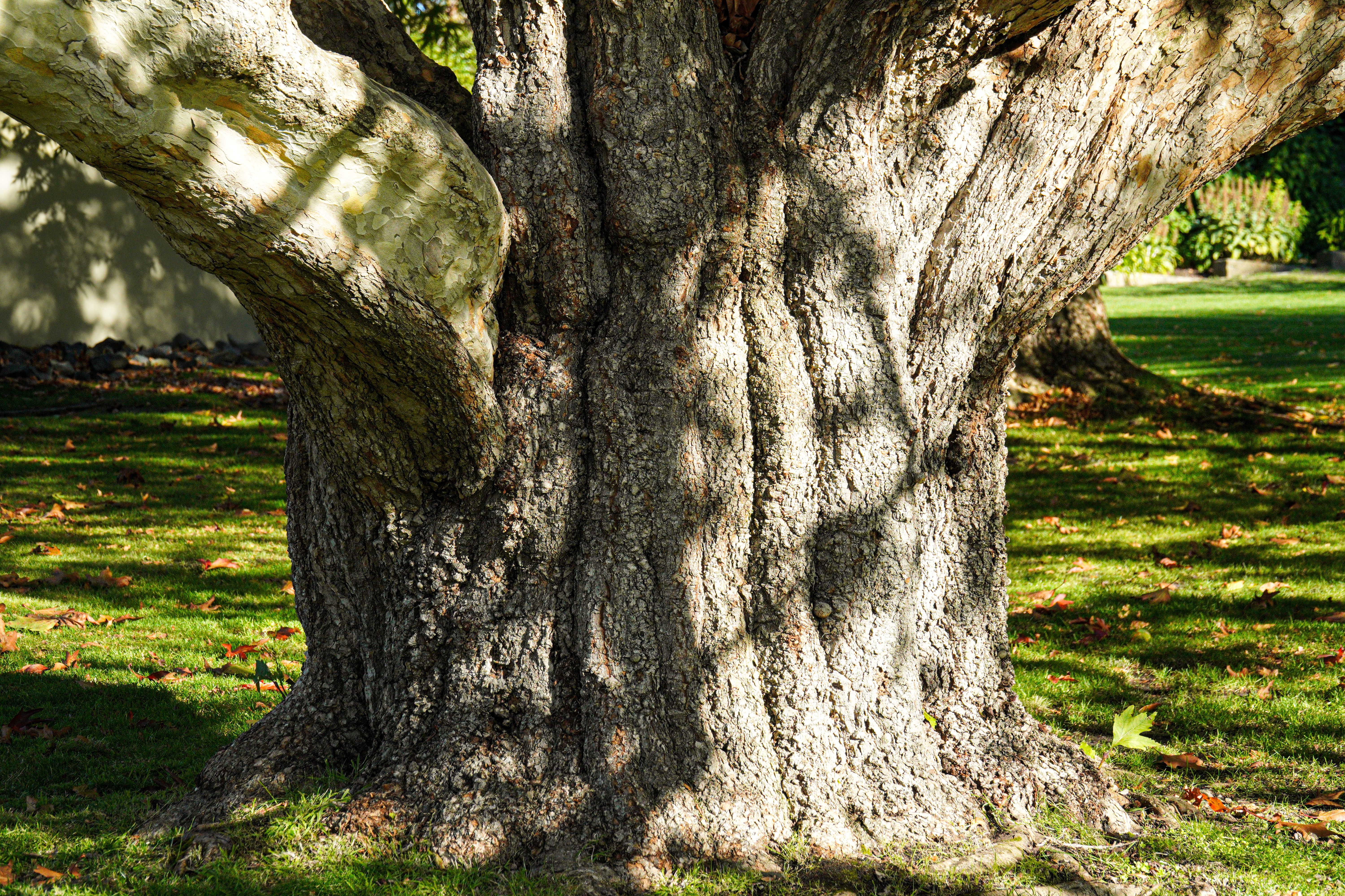 Broad tree trunk base meeting the surrounding grass at visible grade