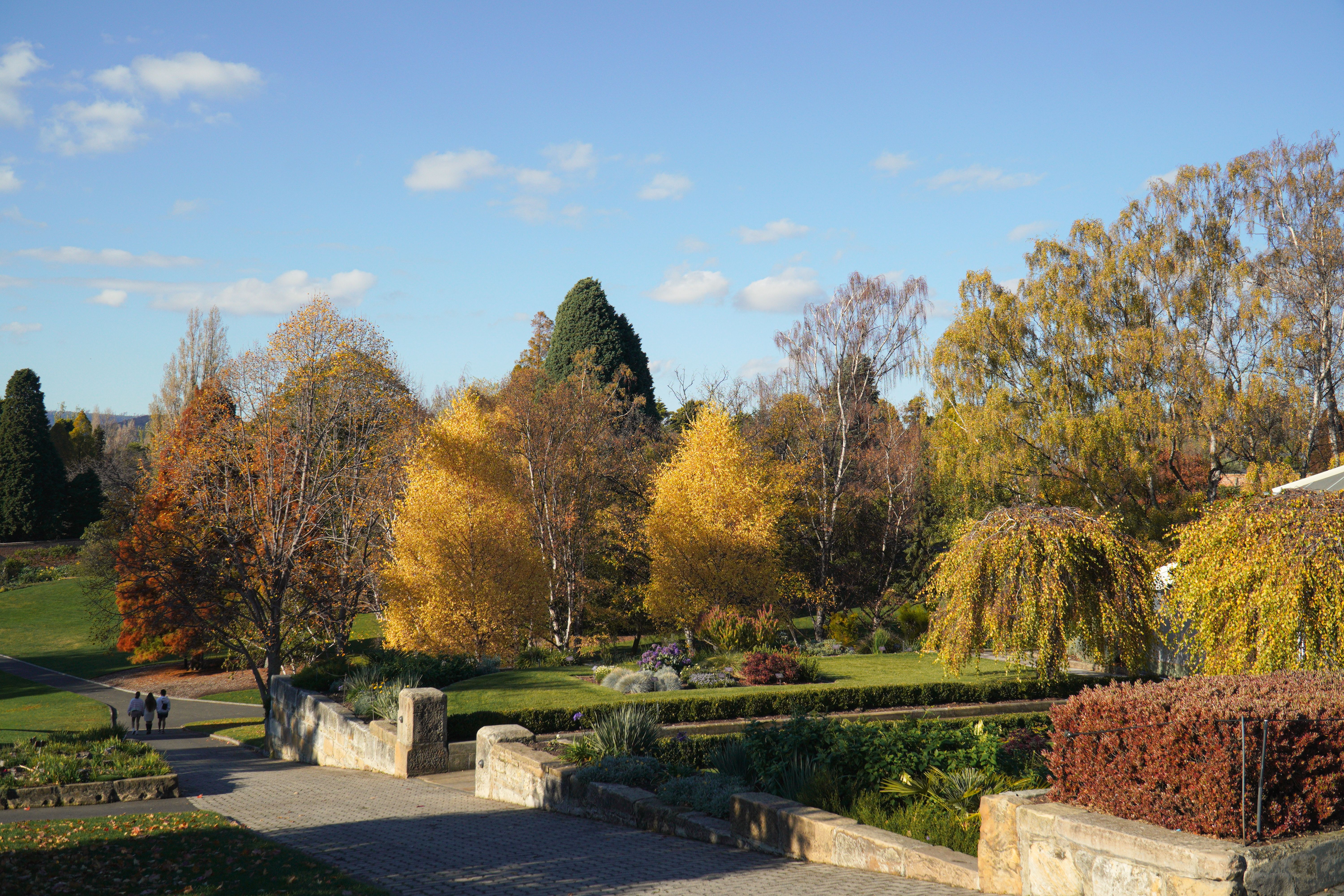 Explore the vibrant autumn colors in Hobart's scenic botanical garden, Tasmania, Australia.