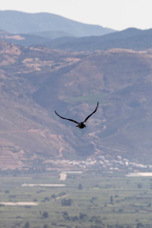 Free A lone bird gracefully glides over an expansive mountainous valley, showcasing freedom and nature's beauty. Stock Photo