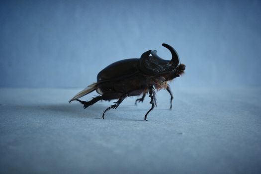 Photo by ommy Detailed macro shot of a rhinoceros beetle (Dynastinae) on a blue backdrop.