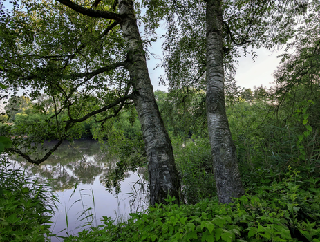 Tranquil view of birch trees by a reflective riverside in lush greenery.