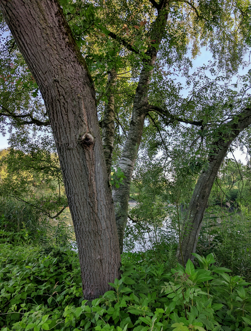 Free Peaceful woodland view featuring birch trees and lush greenery by a serene river. Stock Photo