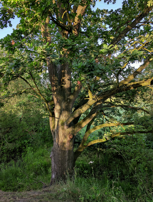 Free A large oak tree basking in sunlight, surrounded by lush forest greenery. Stock Photo