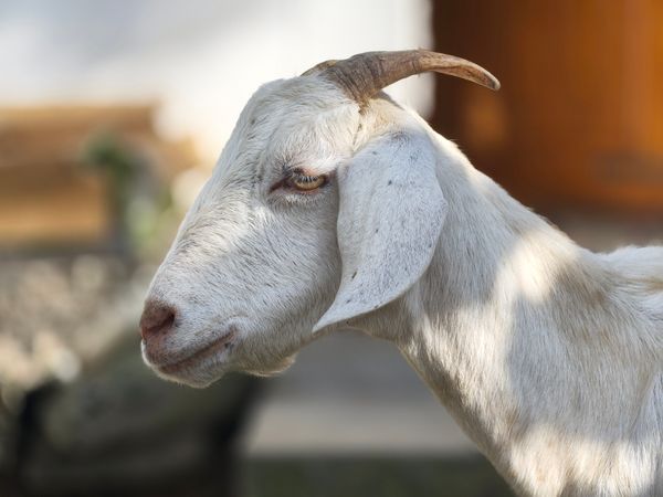 Portrait of a goat