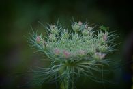Detailed view of Queen Anne's Lace with delicate pink and green florets.