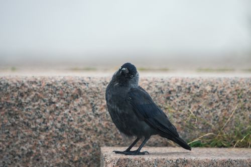 Free A curious Eurasian Jackdaw perched on a stone step in Jönköping, Sweden. Stock Photo