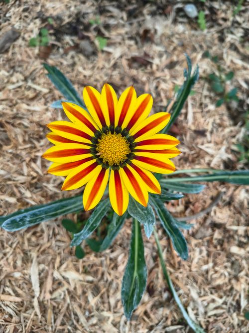 Free Close-up of a colorful Gazania flower in a Bali garden with striped petals. Stock Photo