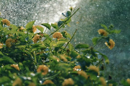 Carleton Study: Rain Gardens Could Curb Flooding in Ottawa Neighbourhoods