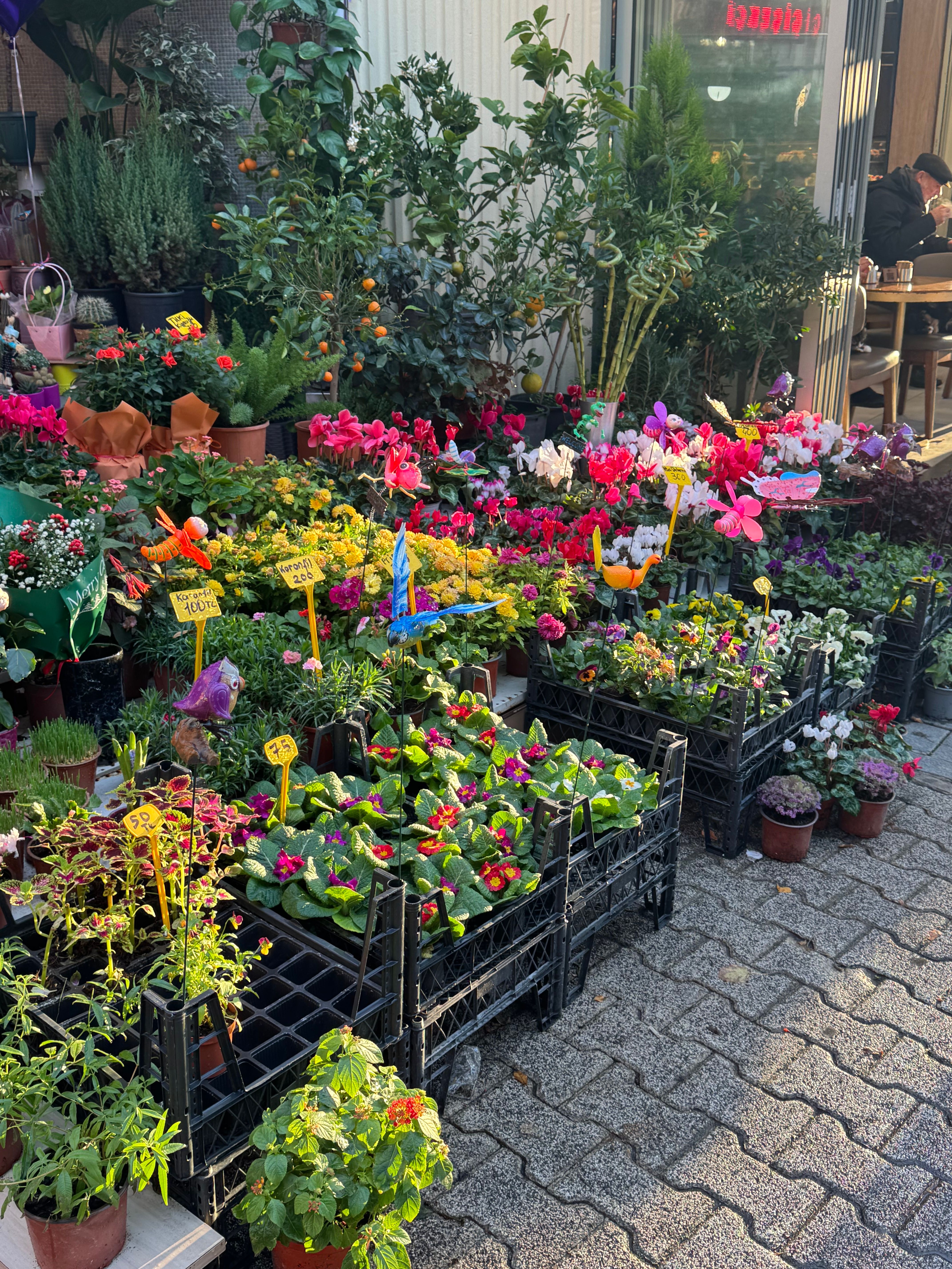 Colorful arrangement of potted flowers in an outdoor market setting on a sunny day.