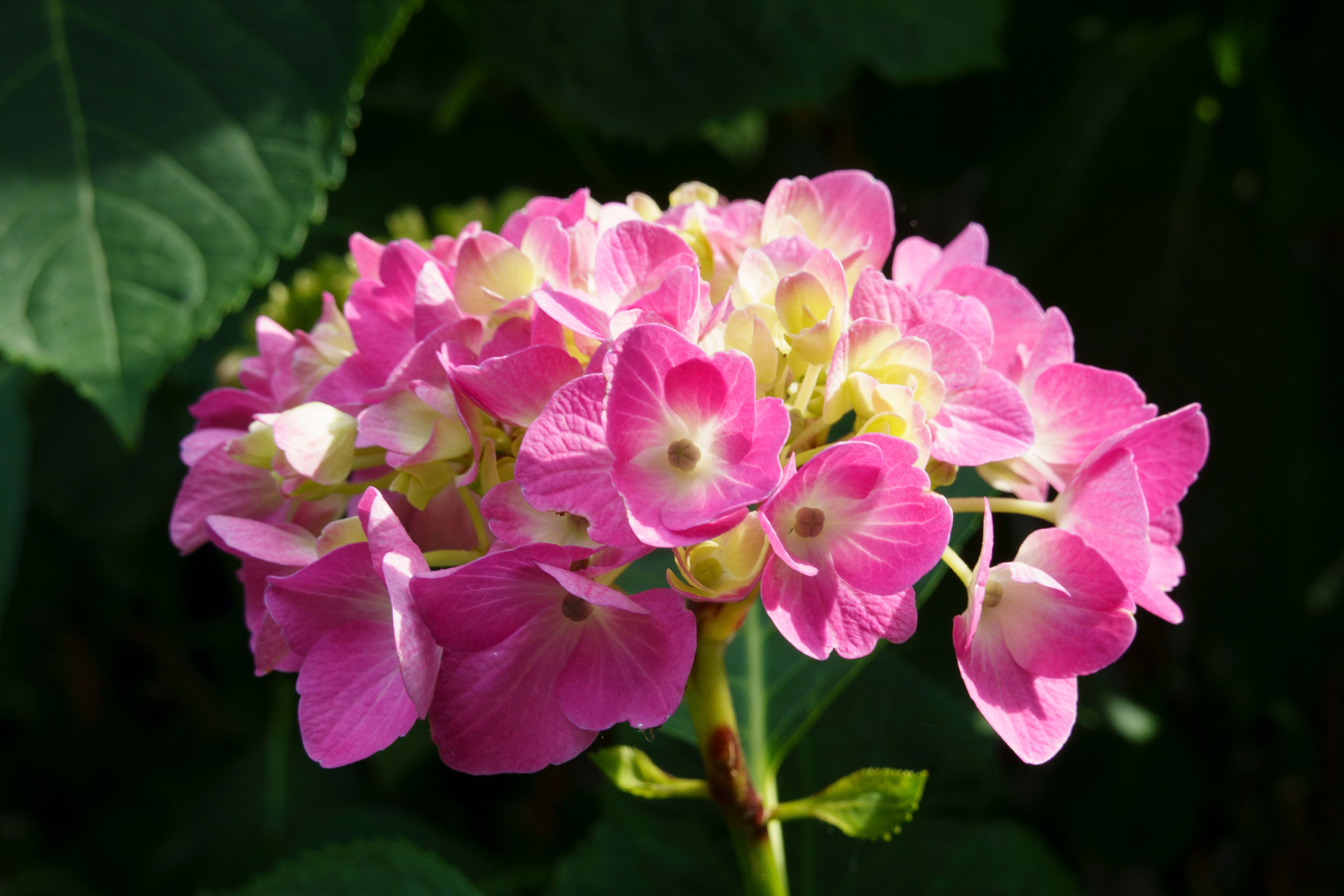 [ColoSach]-close-up-of-a-vibrant-pink-hydrangea-flower-illuminated-by-sunlight,-against-a-dark-leafy-background.