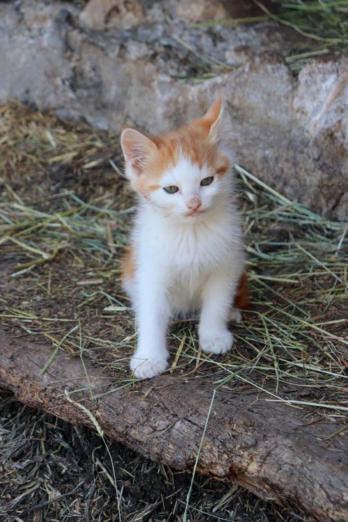 Free Cute orange and white kitten sitting on hay outdoors, looking curious. Stock Photo