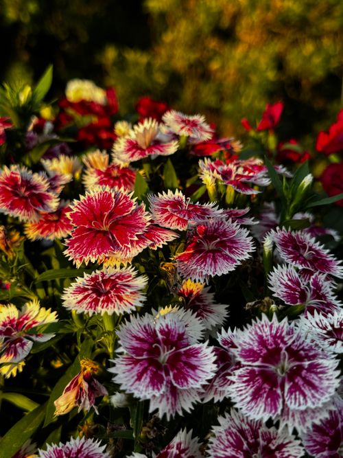 Free Bright red and white dianthus flowers in full bloom, illuminated by sunlight. Stock Photo