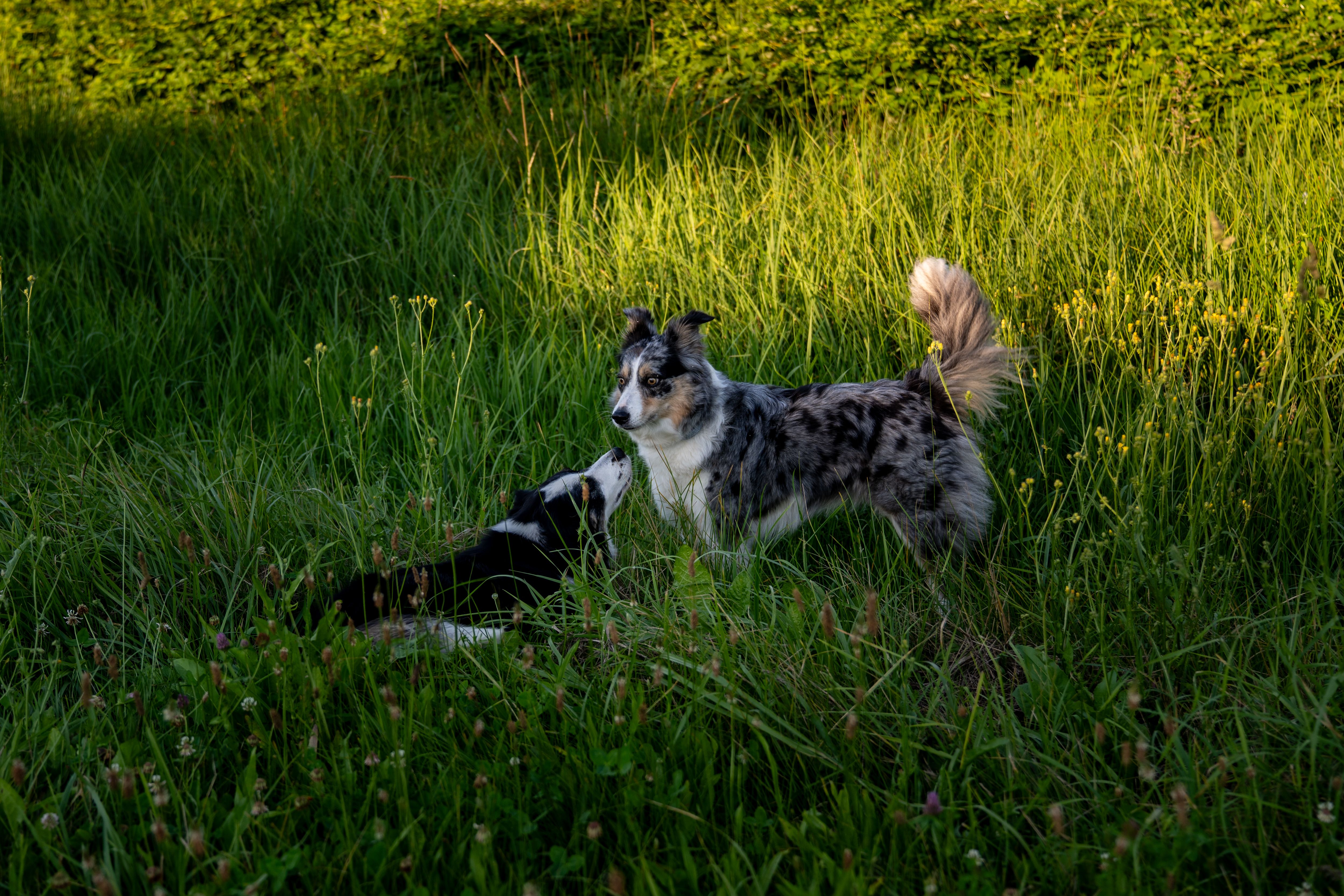 Why Do Dogs Sneeze When Playing? The Secret "I’m Just Kidding" Signal