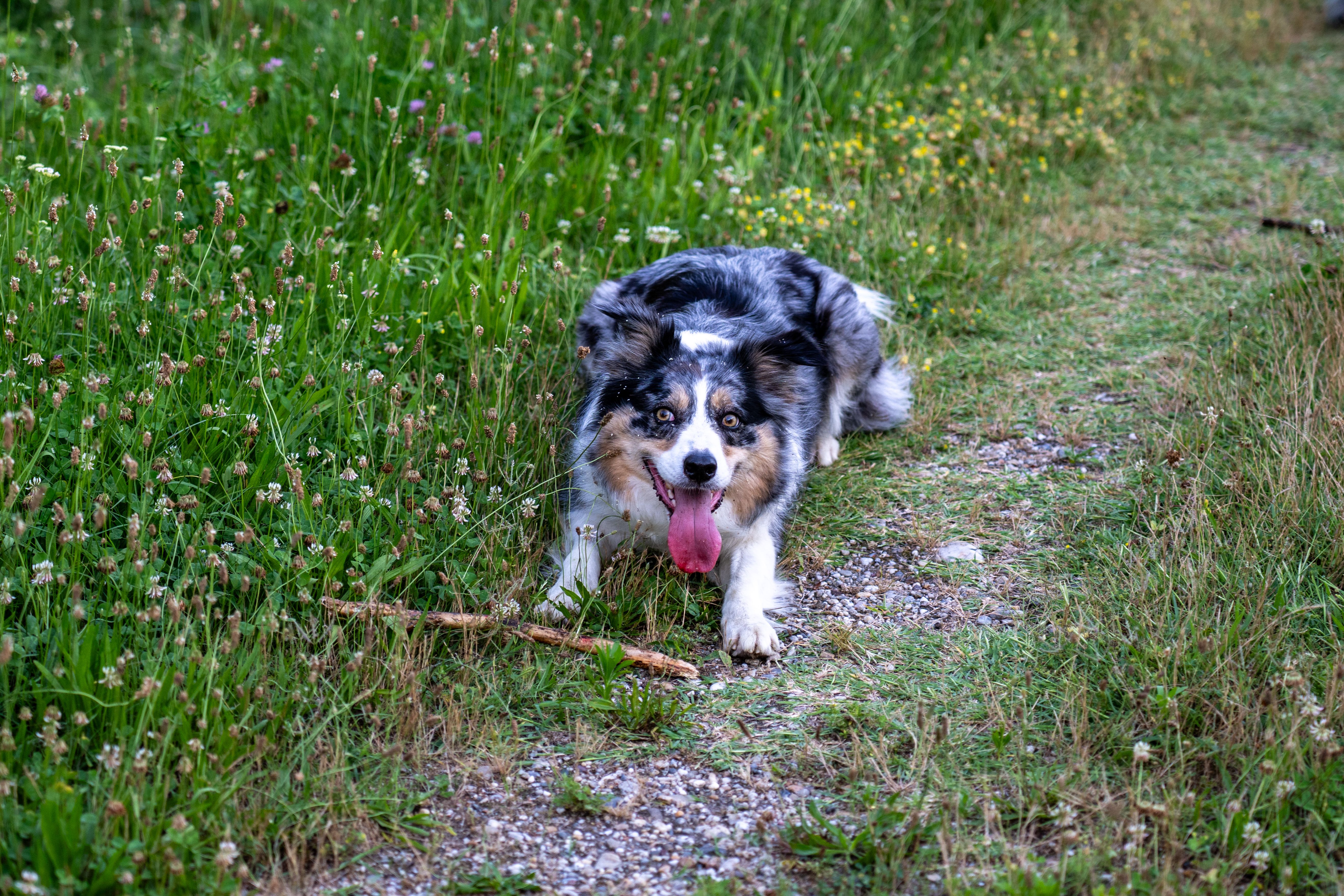 Chien de berger de Croatie - Activité physique et stimulation mentale