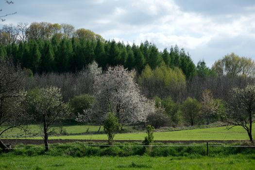 Beautiful spring landscape featuring green trees and a blossoming field.