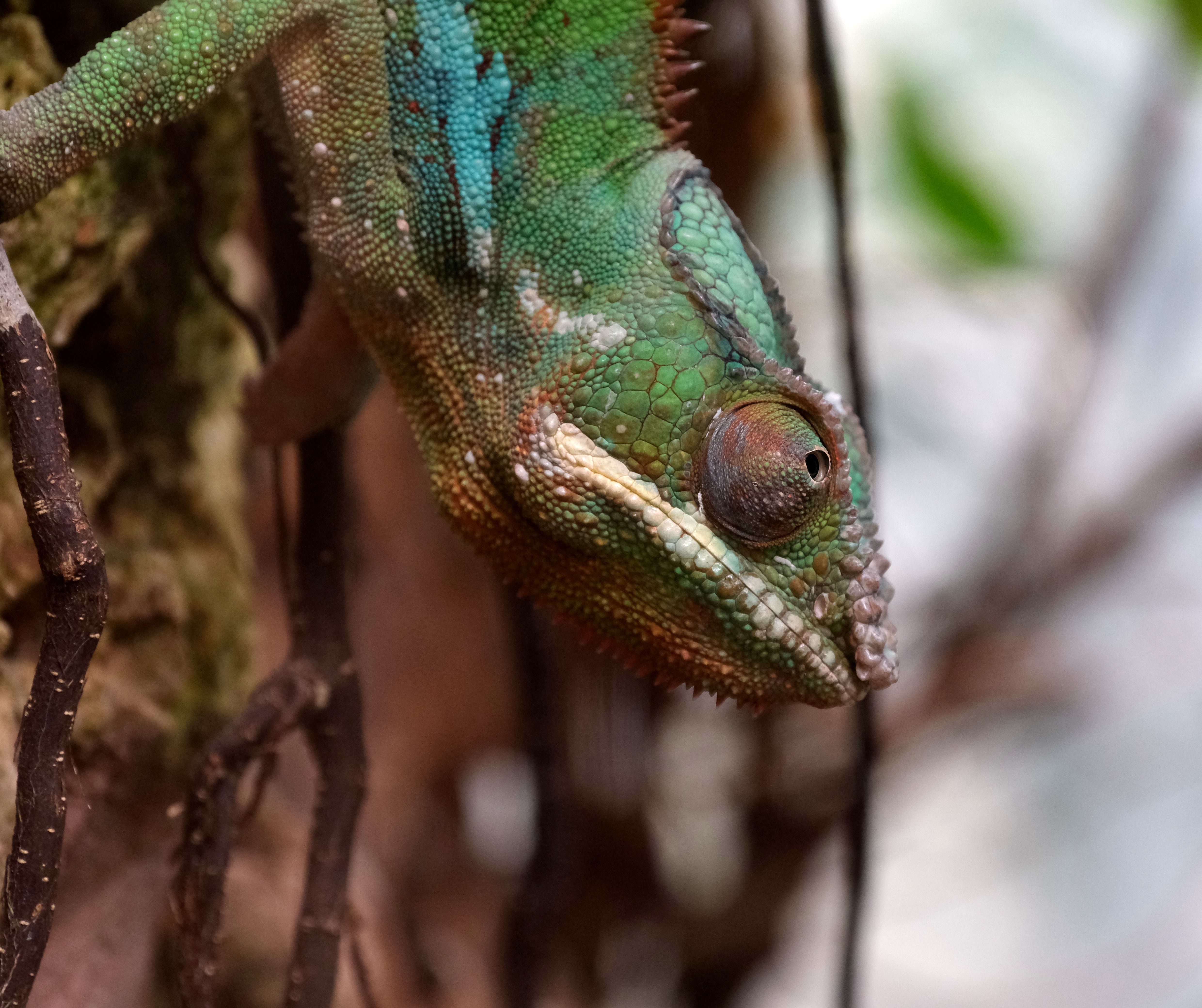 Antsiranana