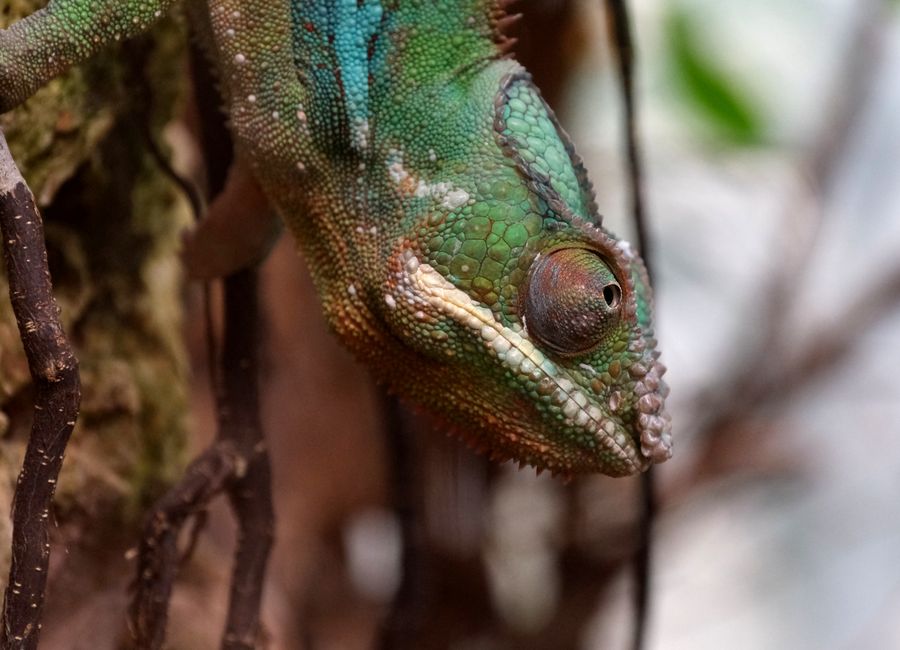 Detailed image of a colorful chameleon clinging to a tree, showcasing its vibrant scales.