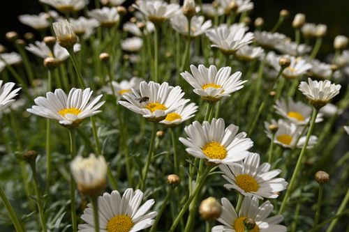 Free Capture of vibrant daisies in bloom with a bee, showcasing nature's beauty in detail. Stock Photo