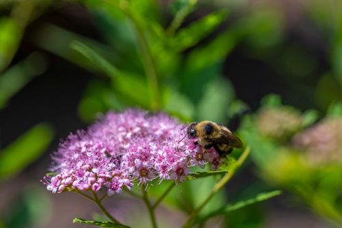 Free Macro shot of a bee collecting nectar from a pink flower in a lush garden. Stock Photo