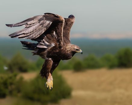 eagle photo