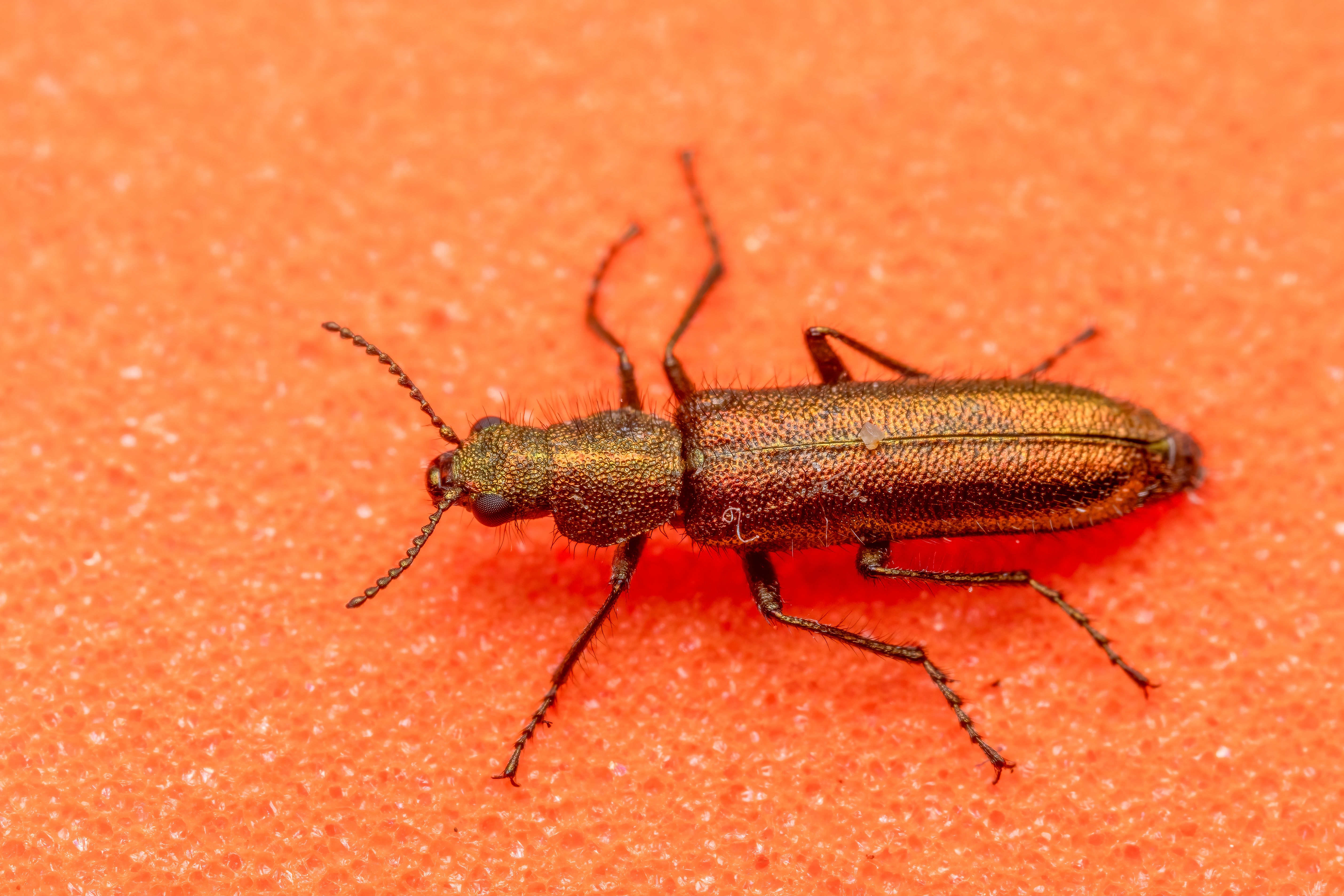 Close-up macro image of a golden beetle with metallic sheen on an orange textured background.