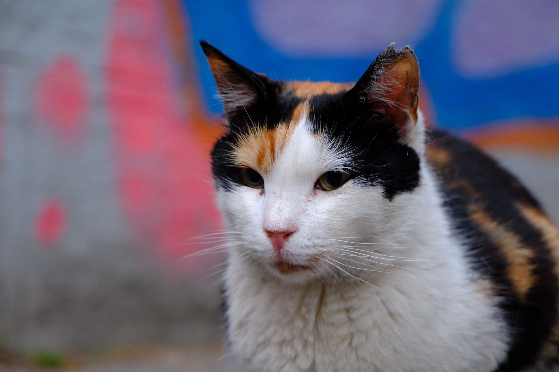 Veterinary care for a cat