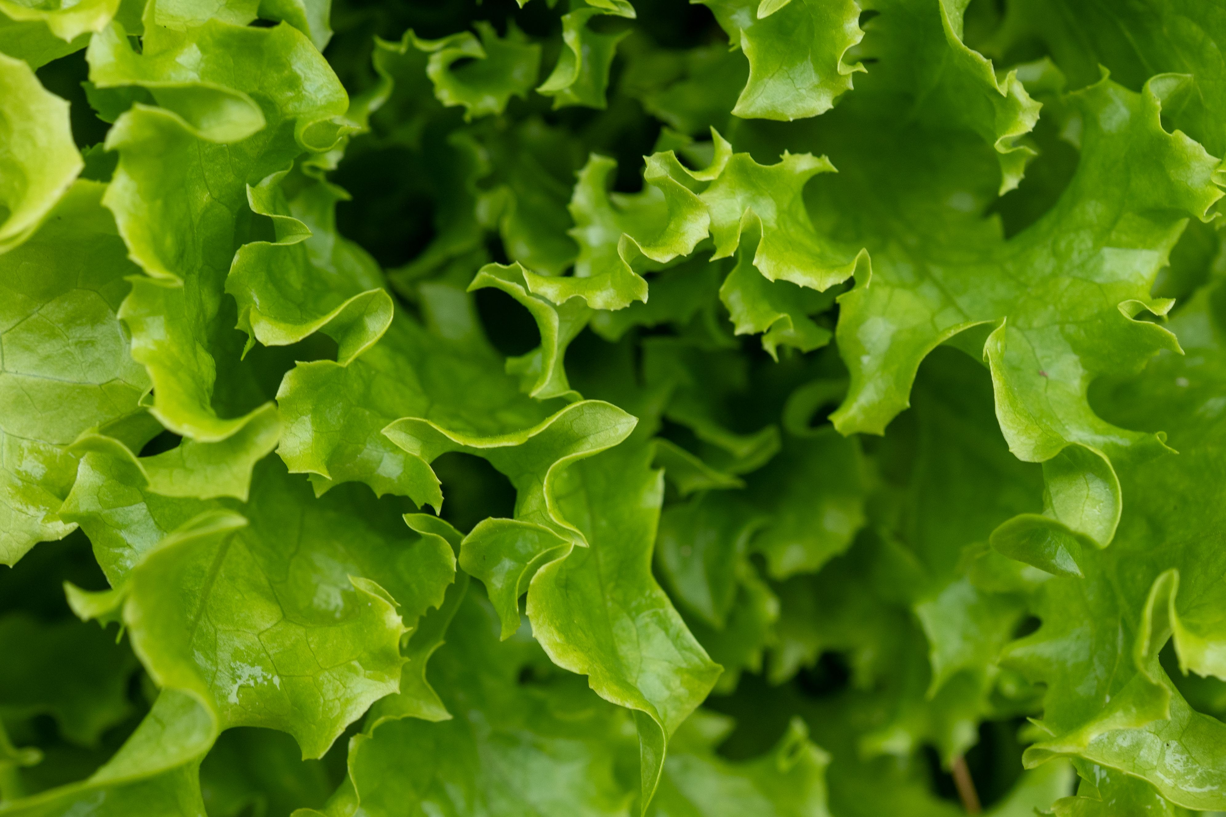 Why Lettuce Is Always Making People Sick