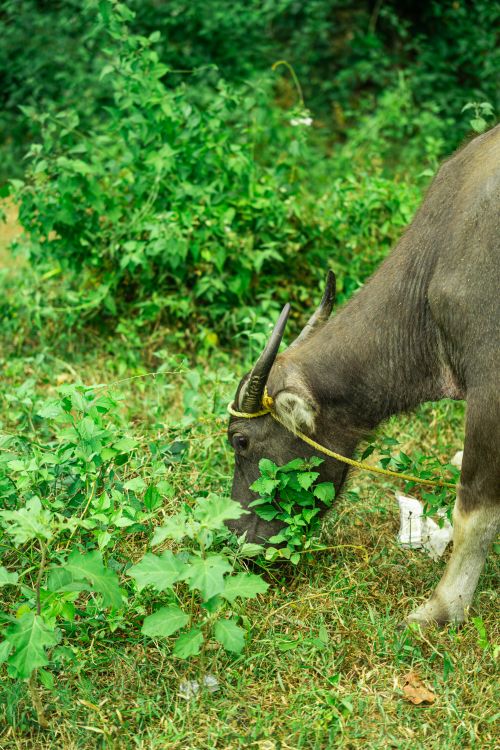 Free A water buffalo grazing in a verdant field, surrounded by thick greenery. Nature and agriculture concept. Stock Photo