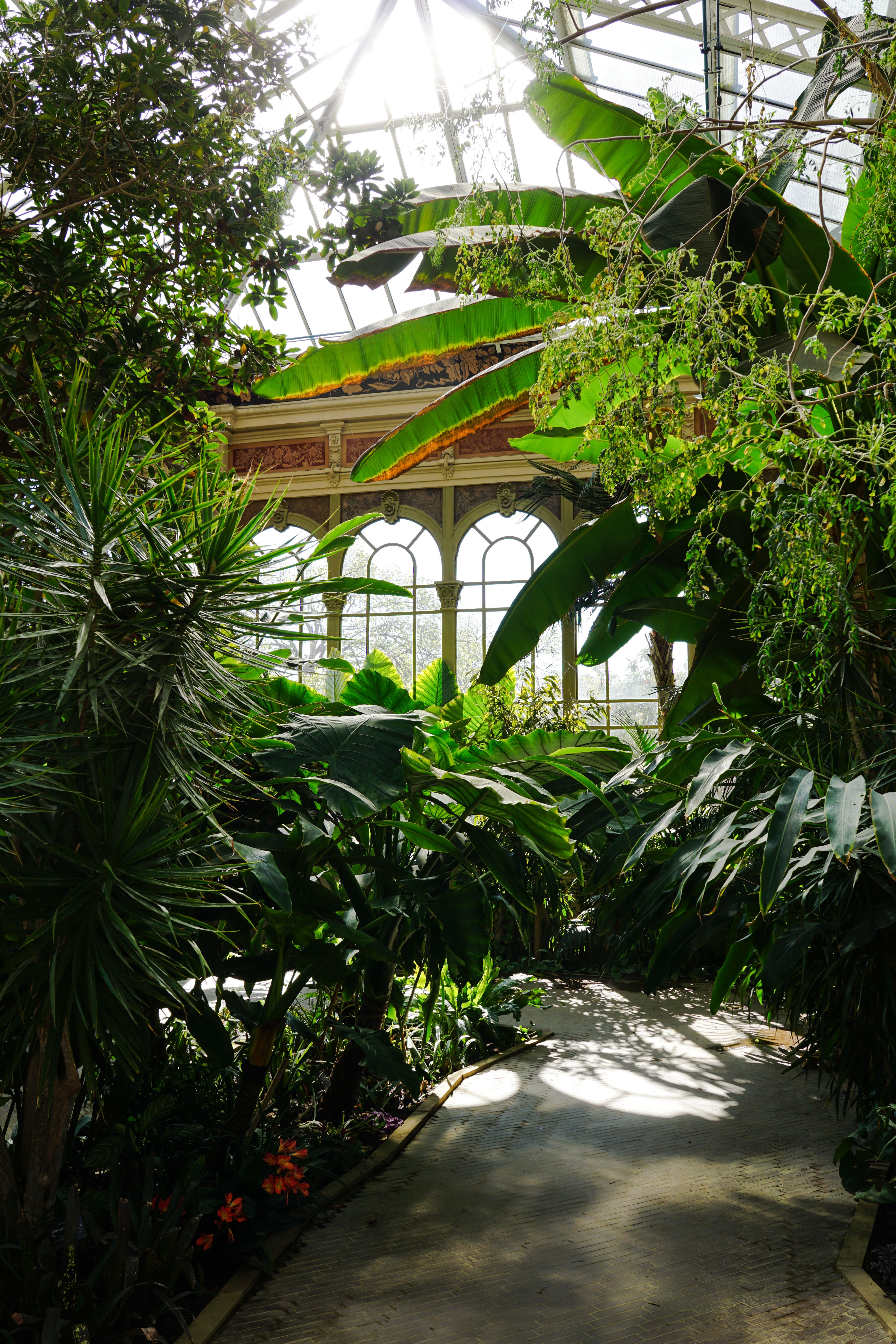 Sunlit greenhouse interior filled with vibrant tropical plants and leafy greens.