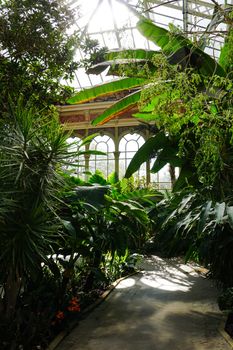 Sunlit greenhouse interior filled with vibrant tropical plants and leafy greens.