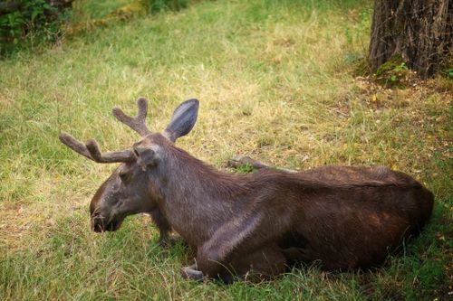 Free A serene image of a moose resting in a summer forest clearing, showcasing its antlers. Stock Photo