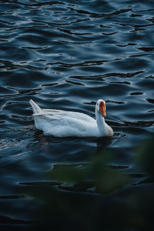 Free A lone goose peacefully swims on rippling dark blue water, casting reflections. Stock Photo