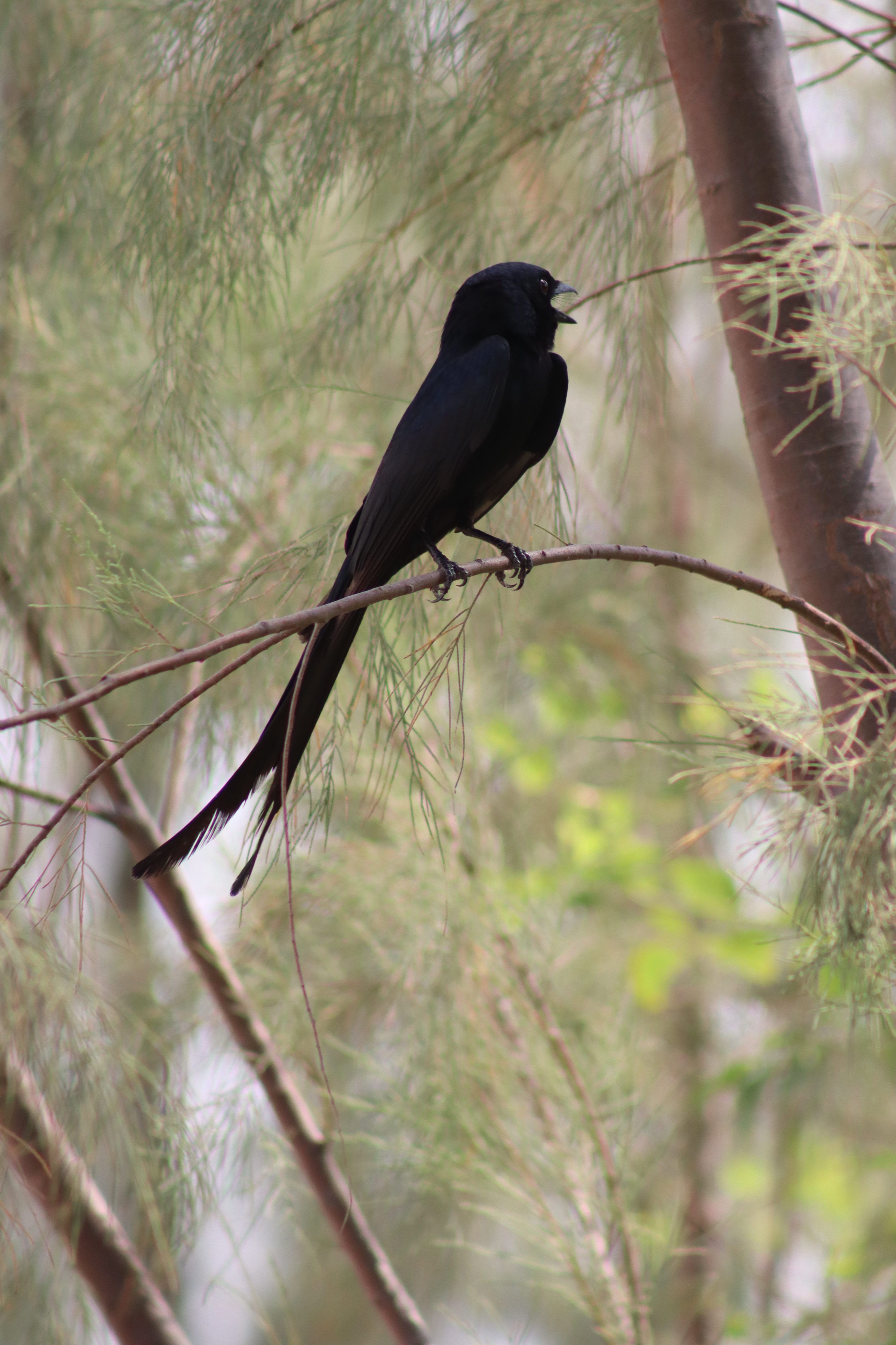 Swainson’s Spurfowl Calling Behavior and Biology – Fast Facts and Field Notes