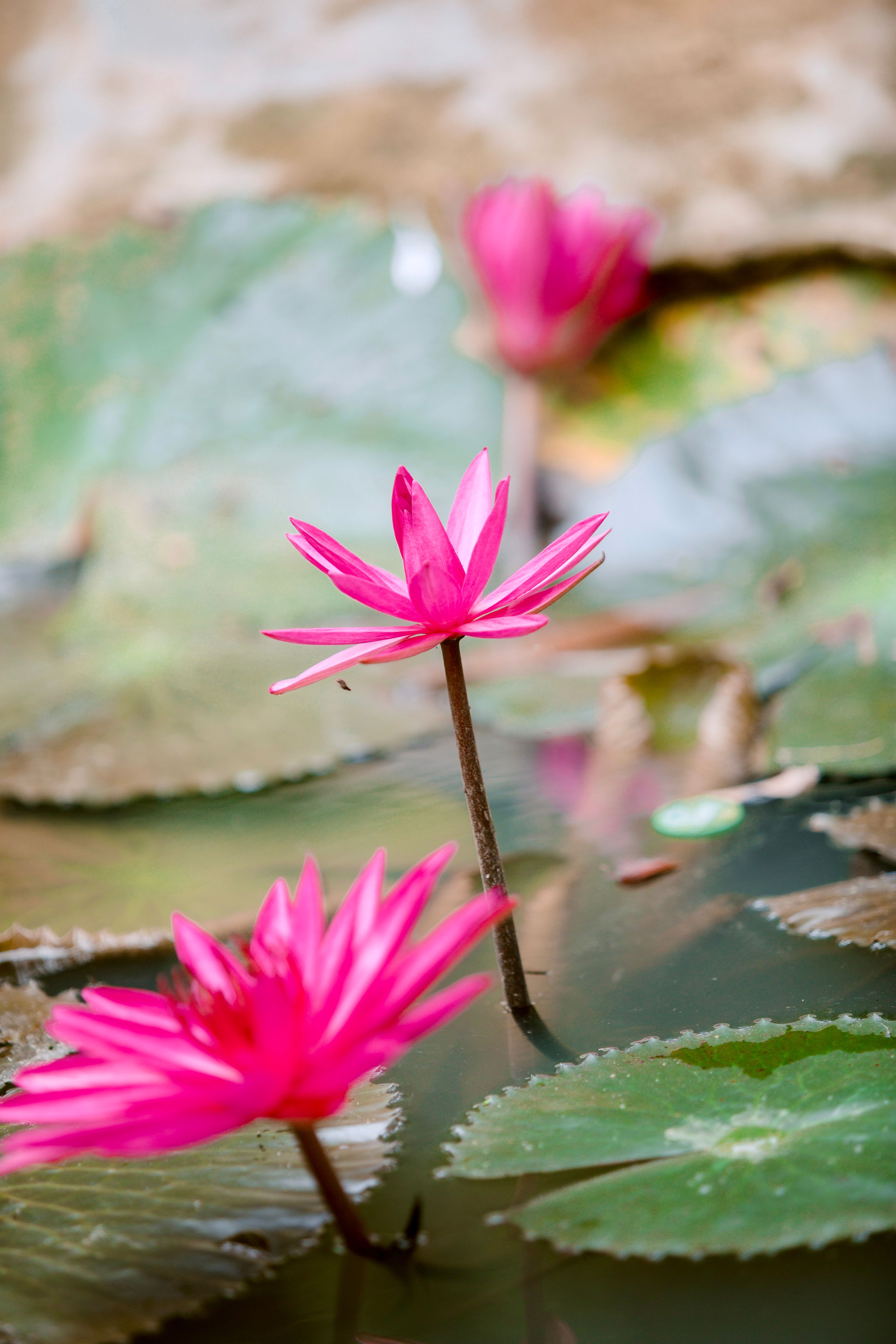 [ColoSach]-beautiful-pink-lotus-flowers-bloom-gracefully-in-a-serene-pond-setting.
