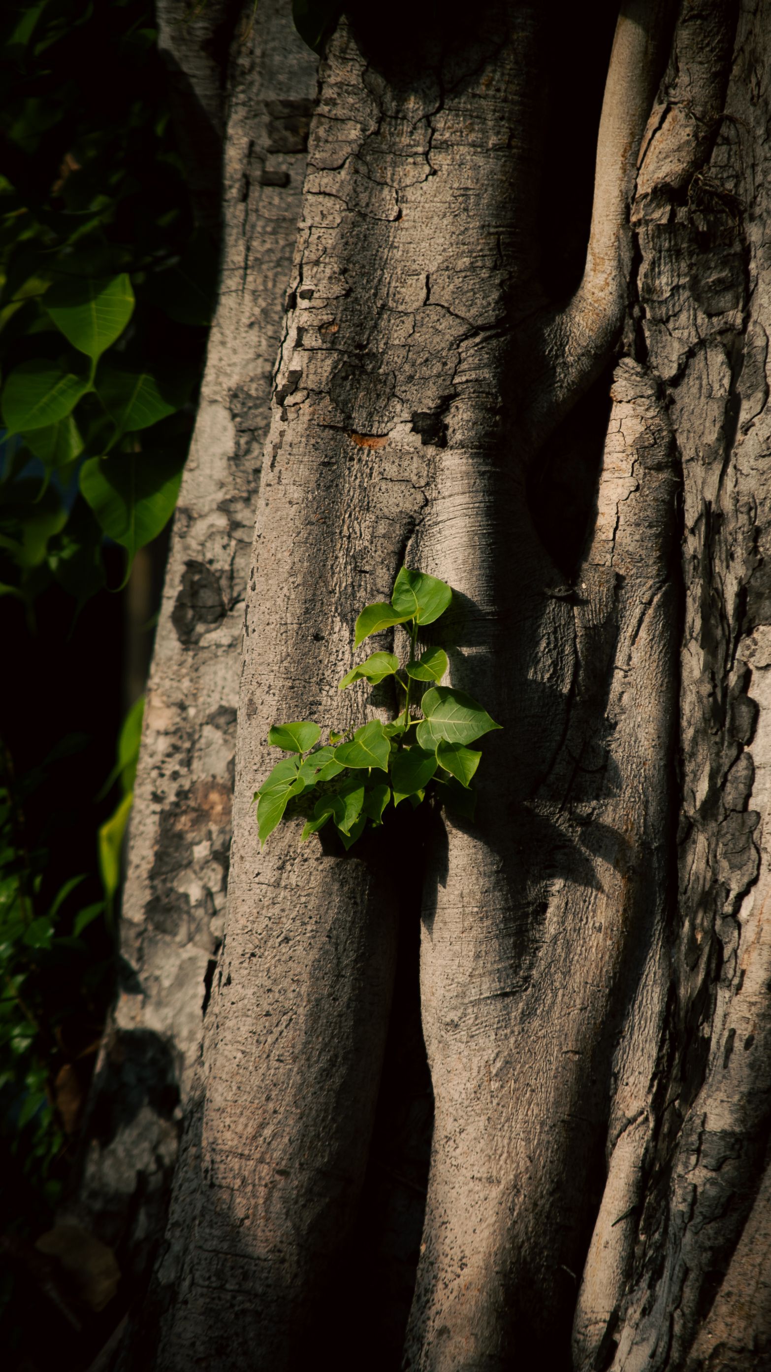 Close-up of a Bodhi tree trunk with fresh green leaves growing, symbolizing renewal.