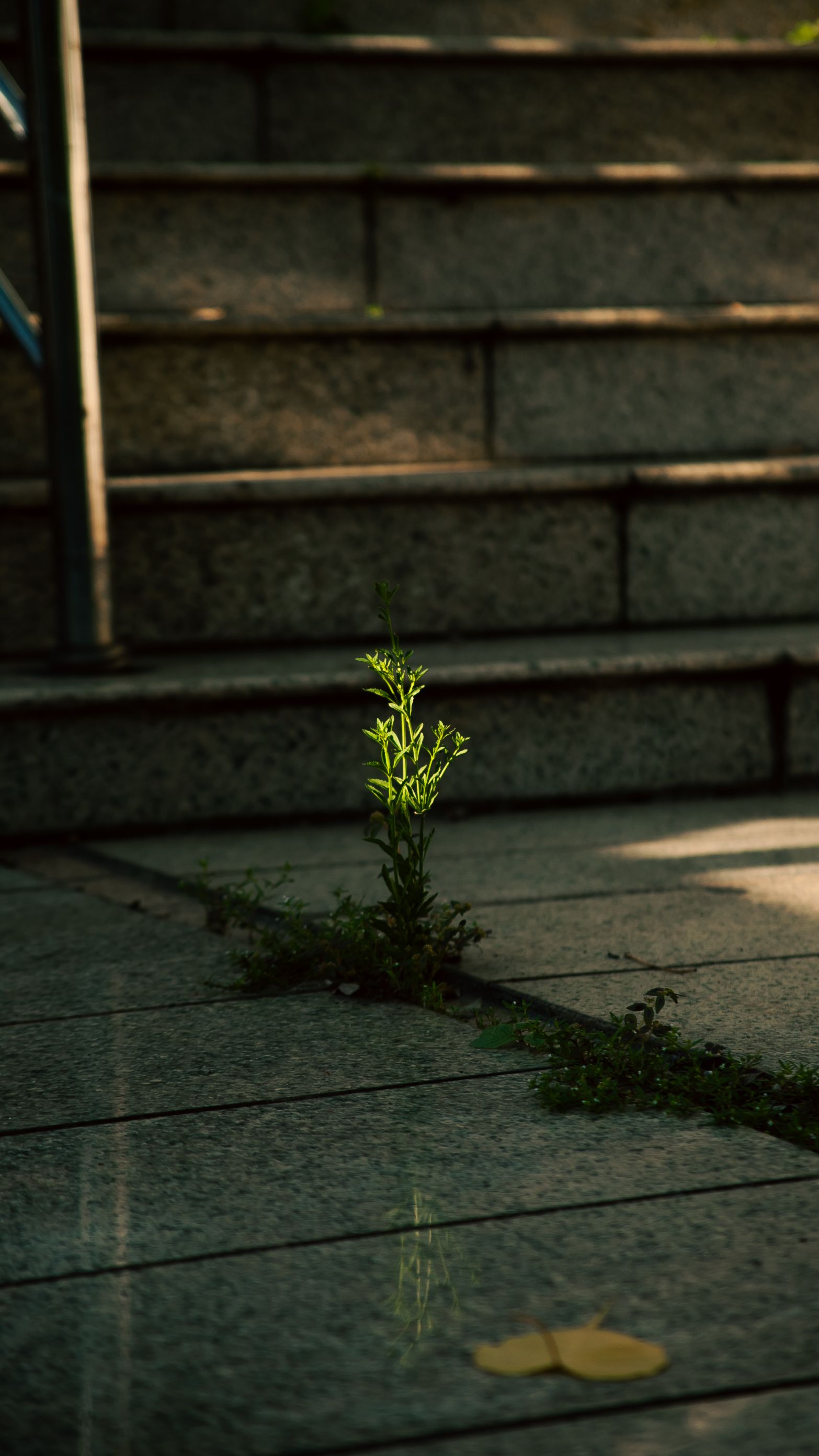 A small plant emerges between stone steps, illuminated by the morning sun in Hồ Chí Minh City.