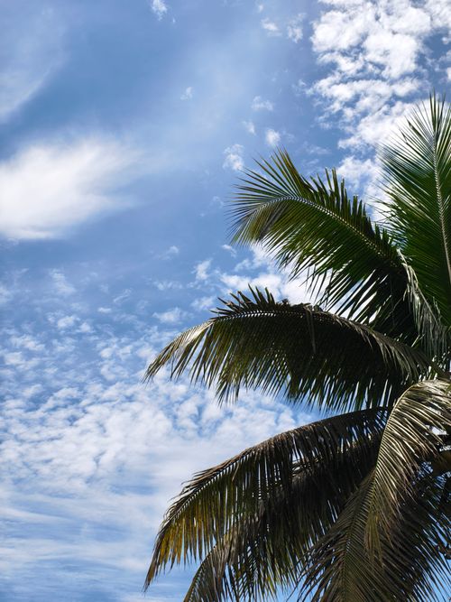 Free A clear blue sky with lush palm tree fronds adding a tropical feel, captured in Silchar, India. Stock Photo