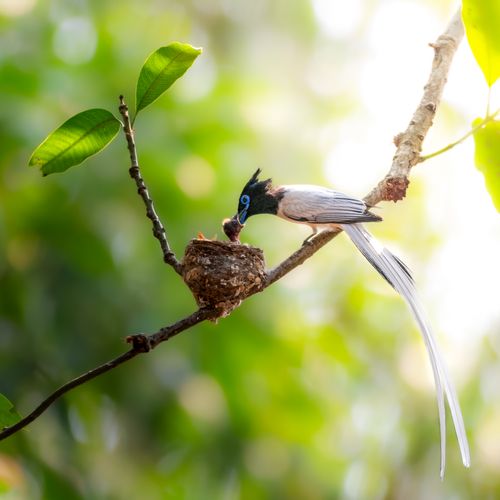 Free Asian Paradise Flycatcher perched on branch feeding chicks in nest. Stock Photo