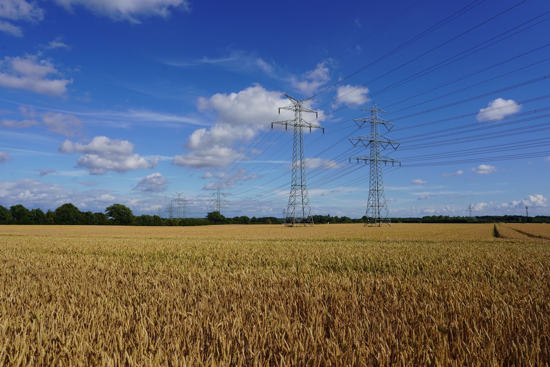 Weitläufiges Weizenfeld unter klarem, blauem Himmel mit Stromleitungen in Geesthacht, Schleswig-Holstein.