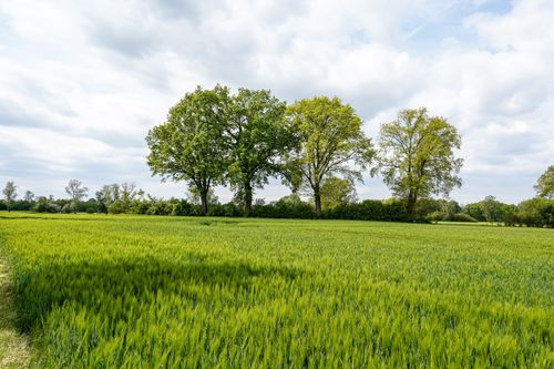Free Vibrant agricultural landscape in Hohenhorn, Germany with green fields and trees. Stock Photo